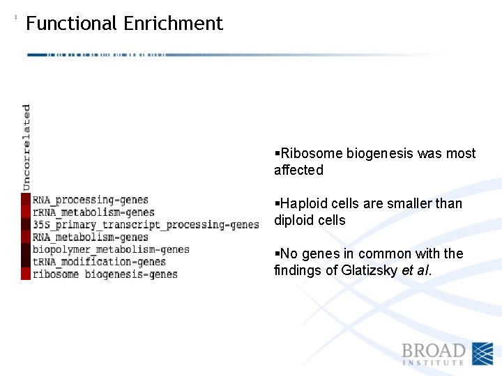 Functional Enrichment §Ribosome biogenesis was most affected §Haploid cells are smaller than diploid cells