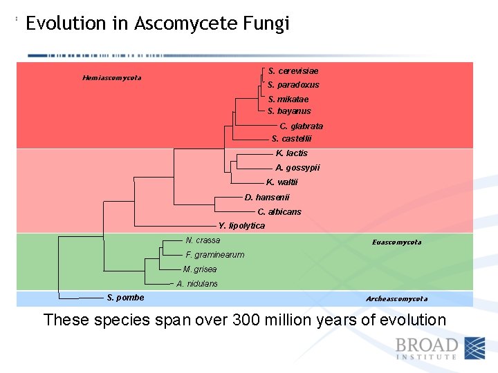Evolution in Ascomycete Fungi S. cerevisiae Hemiascomycota S. paradoxus S. mikatae S. bayanus C.