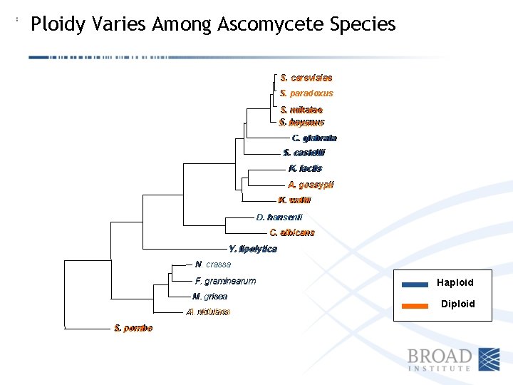 Ploidy Varies Among Ascomycete Species S. cerevisiae S. paradoxus S. mikatae S. bayanus S.