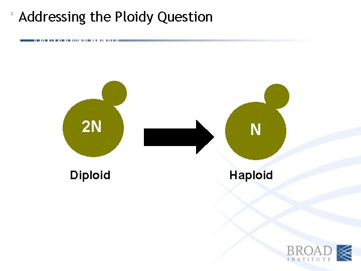 Addressing the Ploidy Question 2 N Diploid N Haploid 
