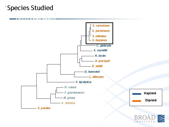 Species Studied S. cerevisiae S. paradoxus S. mikatae S. bayanus C. glabrata S. castellii
