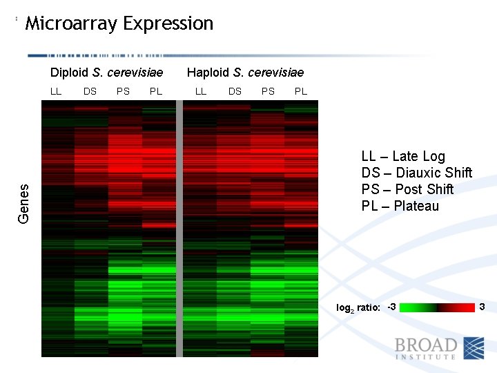 Microarray Expression Diploid S. cerevisiae Genes LL DS PS PL Haploid S. cerevisiae LL