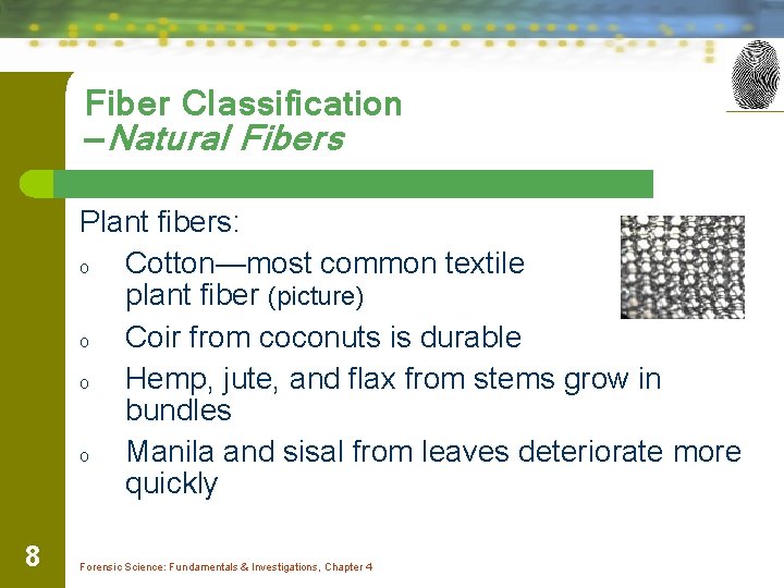 Fiber Classification —Natural Fibers Plant fibers: o Cotton—most common textile plant fiber (picture) o