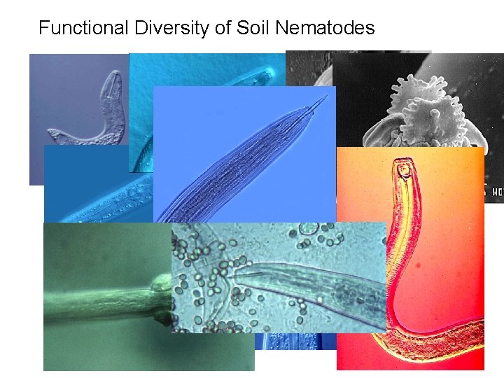 Functional Diversity of Soil Nematodes 