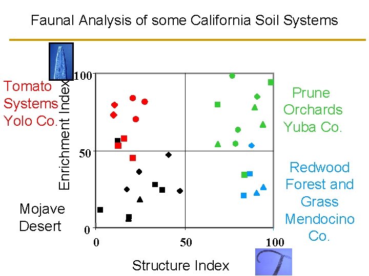 Faunal Analysis of some California Soil Systems Enrichment Index Tomato Systems Yolo Co. Mojave