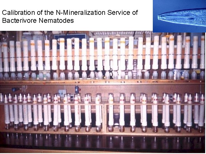 Calibration of the N-Mineralization Service of Bacterivore Nematodes 