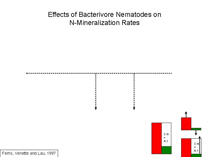 Effects of Bacterivore Nematodes on N-Mineralization Rates C: N = 4: 1 Ferris, Venette