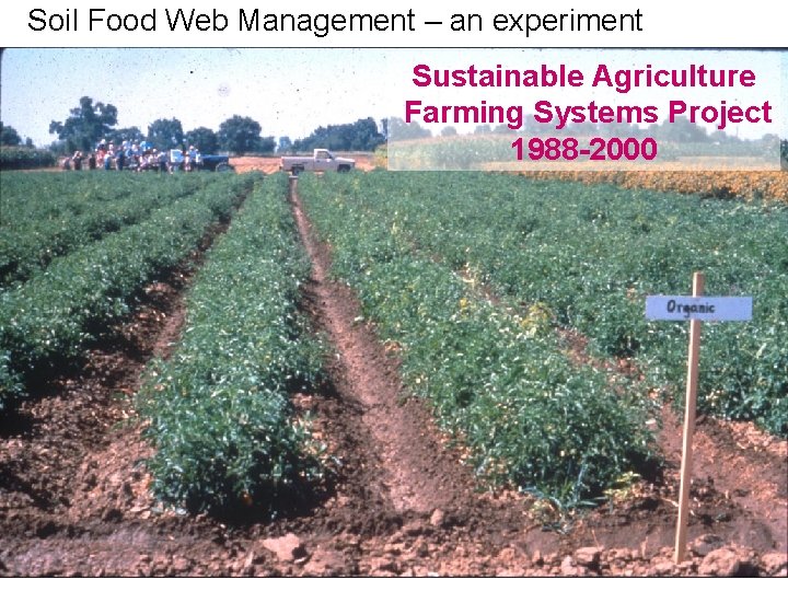 Soil Food Web Management – an experiment Sustainable Agriculture Farming Systems Project 1988 -2000