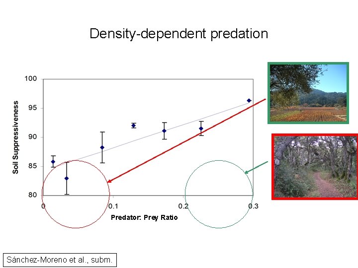 Density-dependent predation Predator: Prey Ratio Sánchez-Moreno et al. , subm. 