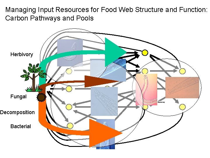 Managing Input Resources for Food Web Structure and Function: Carbon Pathways and Pools Herbivory