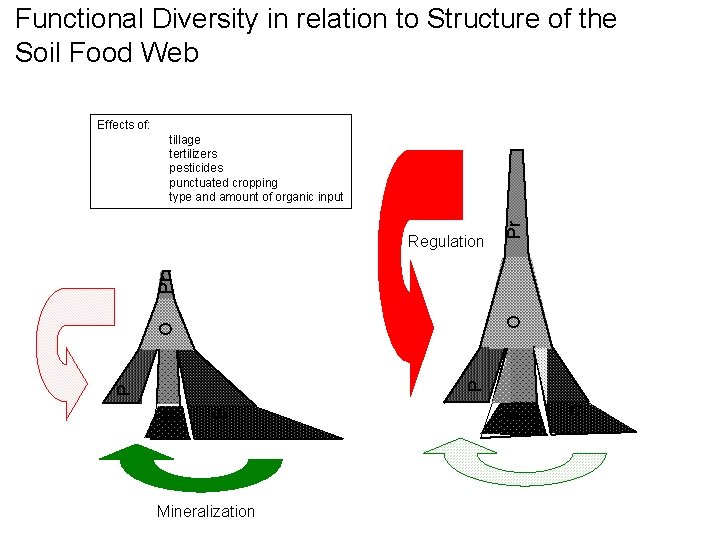 Functional Diversity in relation to Structure of the Soil Food Web Effects of: Mineralization