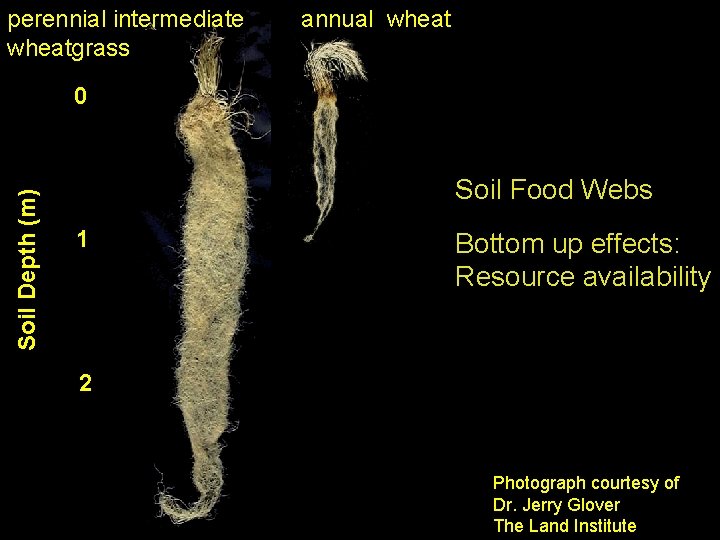 perennial intermediate wheatgrass annual wheat Soil Depth (m) 0 Soil Food Webs 1 Bottom