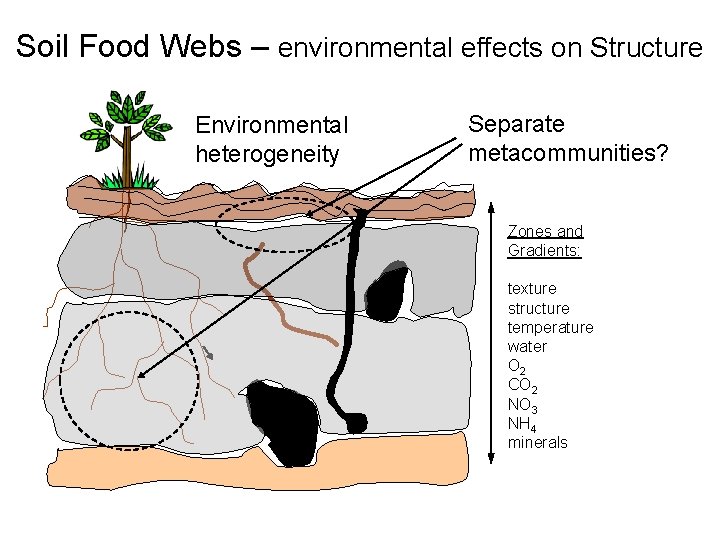 Soil Food Webs – environmental effects on Structure Environmental heterogeneity Separate metacommunities? Zones and