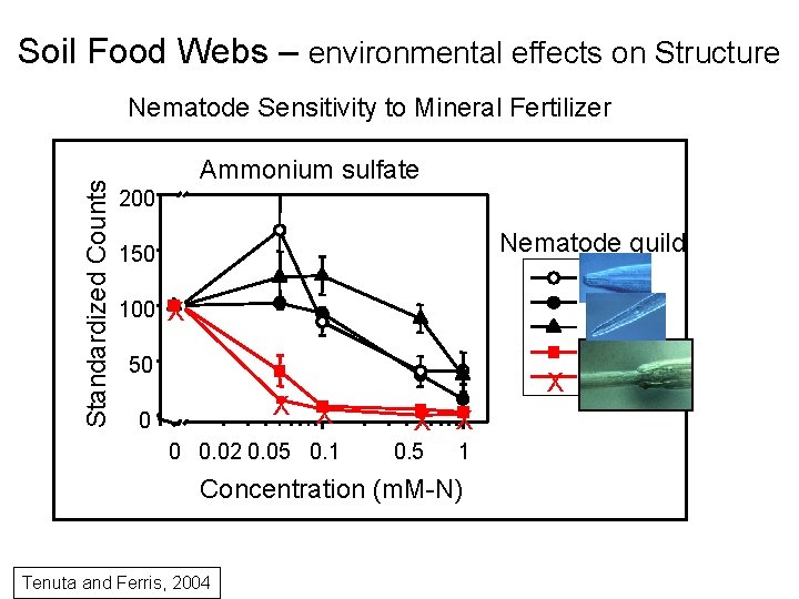 Soil Food Webs – environmental effects on Structure Standardized Counts Nematode Sensitivity to Mineral
