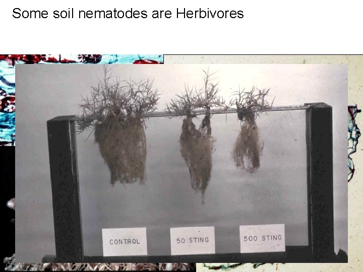 Some soil nematodes are Herbivores 