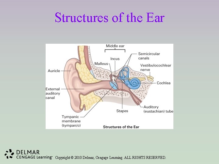 Structures of the Ear Copyright © 2010 Delmar, Cengage Learning. ALL RIGHTS RESERVED. 