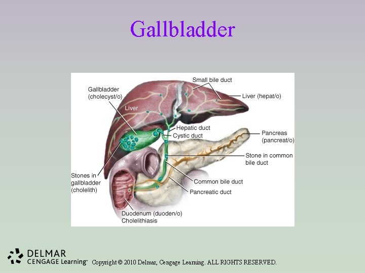 Gallbladder Copyright © 2010 Delmar, Cengage Learning. ALL RIGHTS RESERVED. 