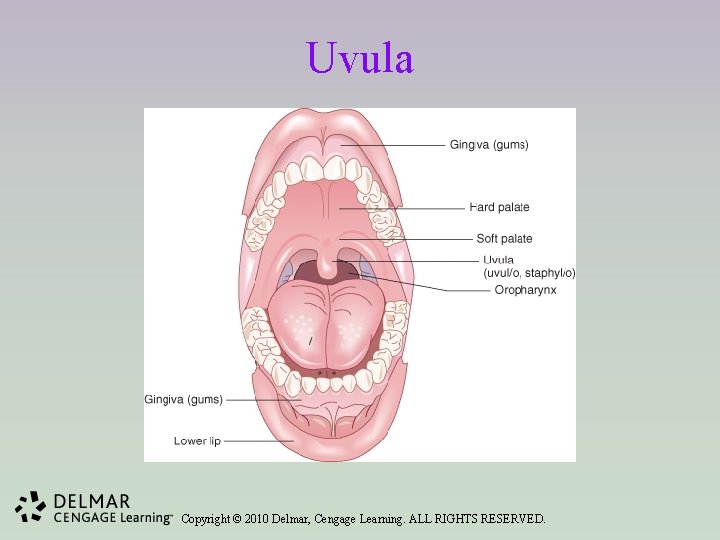 Uvula Copyright © 2010 Delmar, Cengage Learning. ALL RIGHTS RESERVED. 