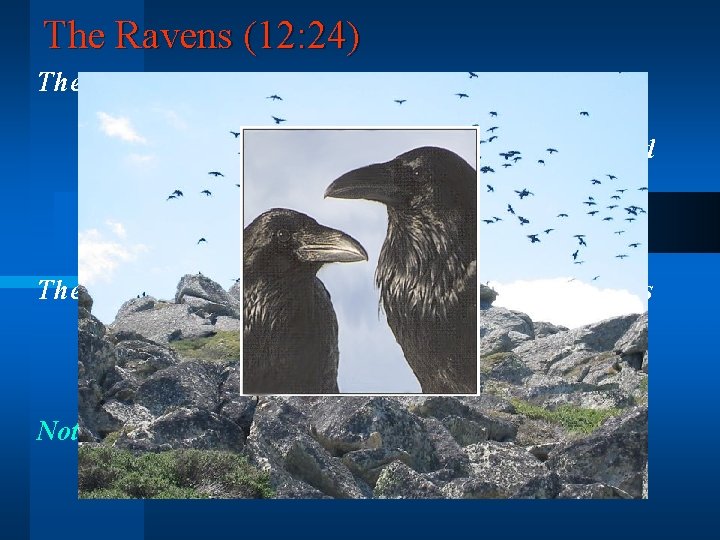 The Ravens (12: 24) The raven is seen virtually everywhere - nesting in sheer