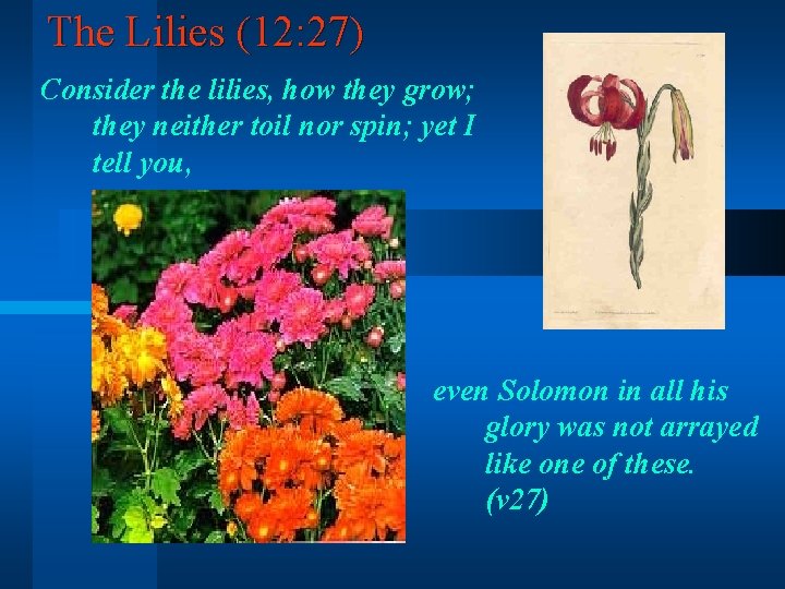 The Lilies (12: 27) Consider the lilies, how they grow; they neither toil nor