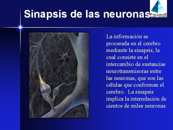 Sinapsis de las neuronas La información es procesada en el cerebro mediante la sinapsis,