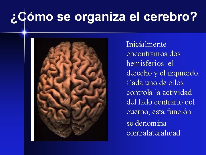 ¿Cómo se organiza el cerebro? Inicialmente encontramos dos hemisferios: el derecho y el izquierdo.