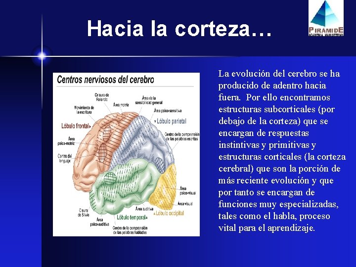 Hacia la corteza… La evolución del cerebro se ha producido de adentro hacia fuera.