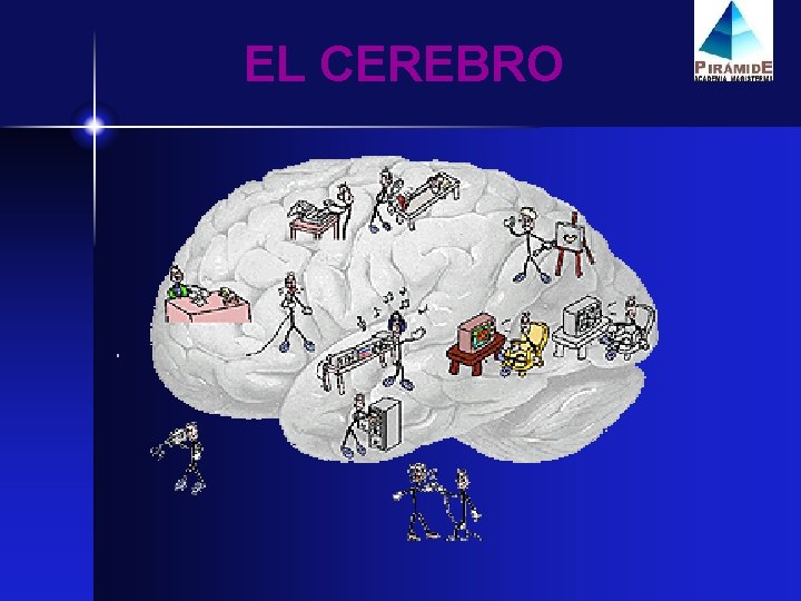 EL CEREBRO 