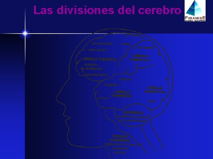 Las divisiones del cerebro 