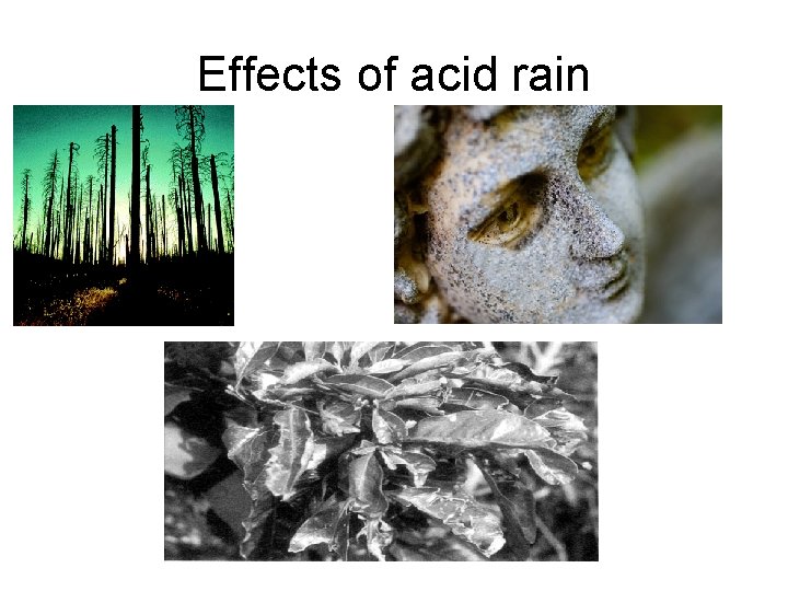 Effects of acid rain 
