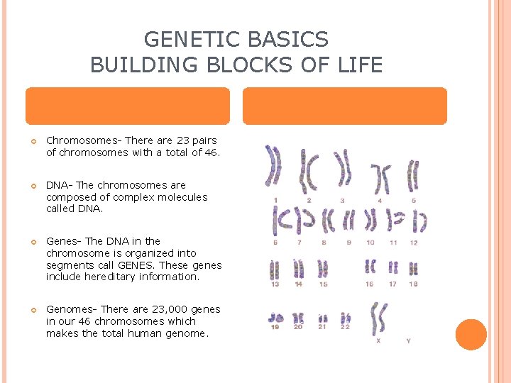 GENETIC BASICS BUILDING BLOCKS OF LIFE Chromosomes- There are 23 pairs of chromosomes with