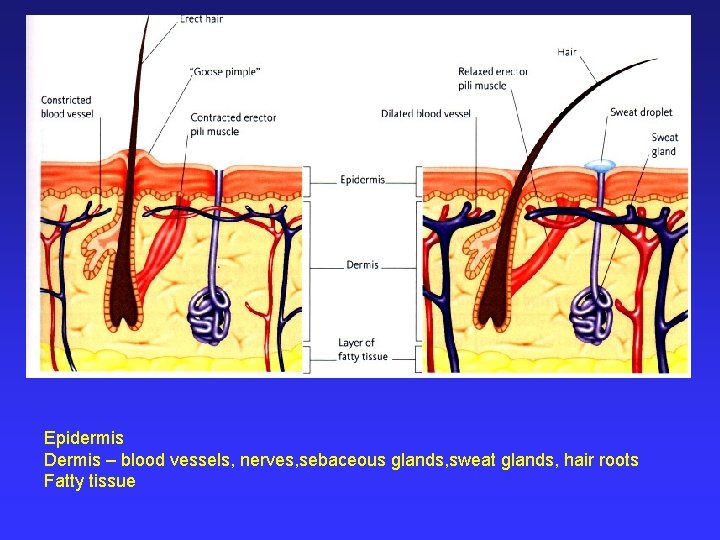 Epidermis Dermis – blood vessels, nerves, sebaceous glands, sweat glands, hair roots Fatty tissue