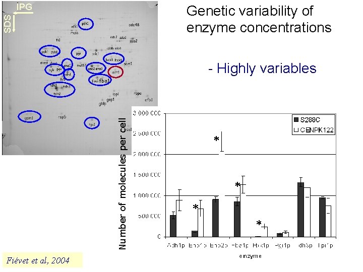 IPG SDS Genetic variability of enzyme concentrations - Highly variables Number of molecules per