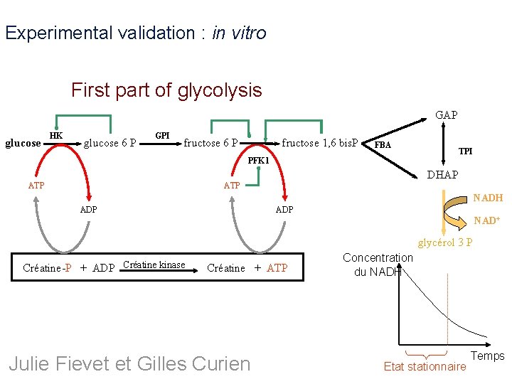Experimental validation : in vitro First part of glycolysis GAP glucose HK glucose 6