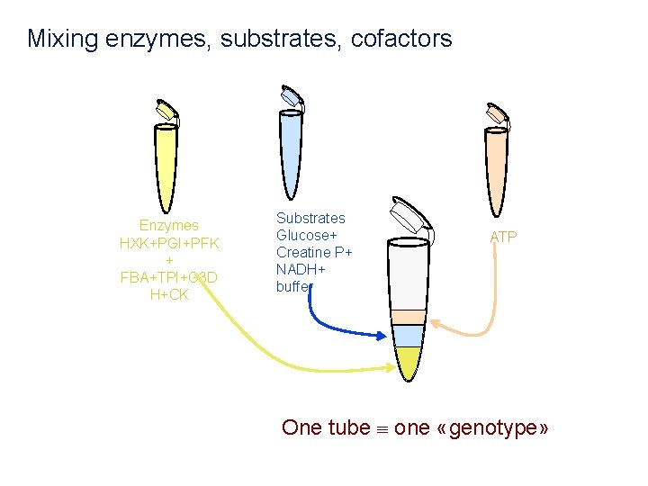 Mixing enzymes, substrates, cofactors Enzymes HXK+PGI+PFK + FBA+TPI+G 3 D H+CK Substrates Glucose+ Creatine