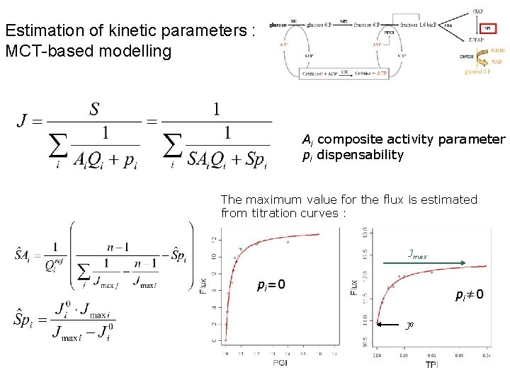Estimation of kinetic parameters : MCT-based modelling Ai composite activity parameter pi dispensability The
