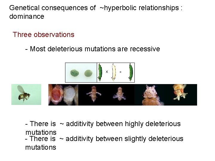 Genetical consequences of ~hyperbolic relationships : dominance Three observations - Most deleterious mutations are