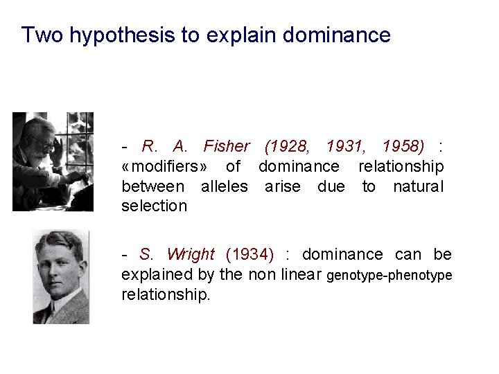 Two hypothesis to explain dominance - R. A. Fisher (1928, 1931, 1958) : «modifiers»