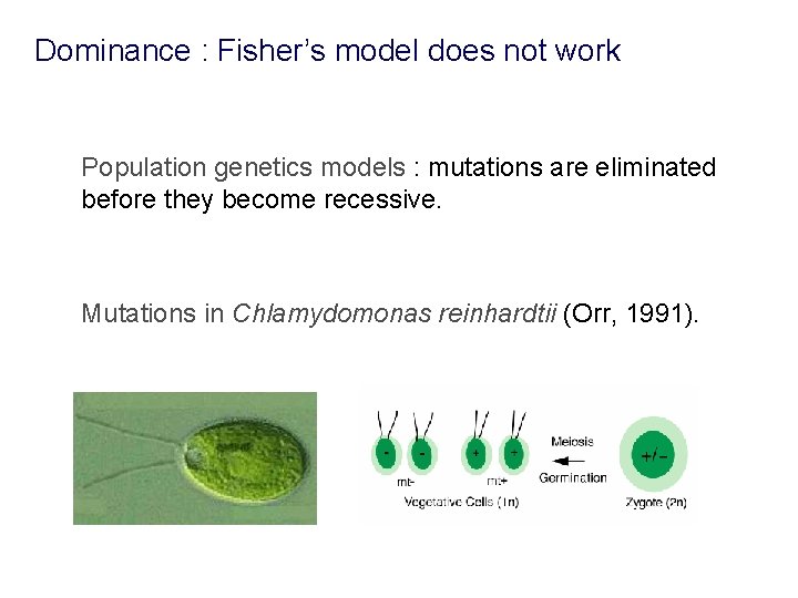 Dominance : Fisher’s model does not work Population genetics models : mutations are eliminated