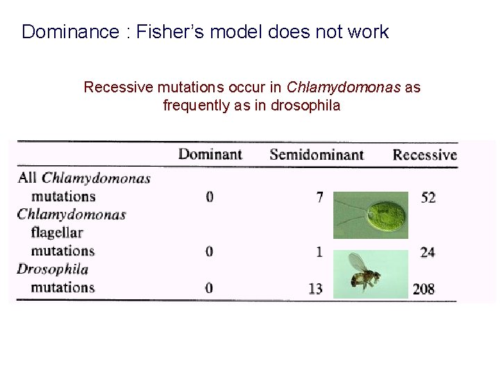 Dominance : Fisher’s model does not work Recessive mutations occur in Chlamydomonas as frequently