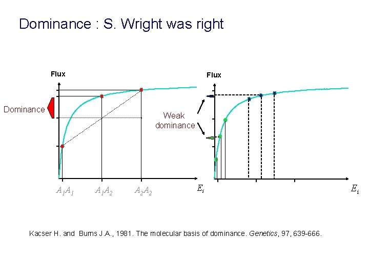 Dominance : S. Wright was right Flux Dominance Weak dominance A 1 A 1