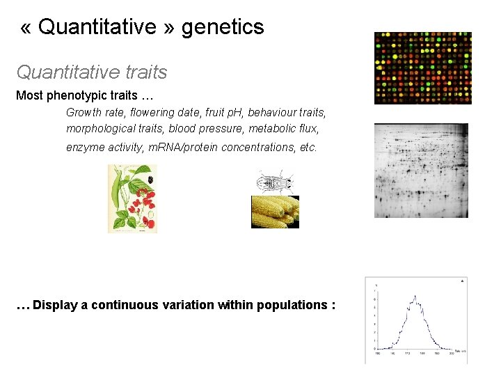  « Quantitative » genetics Quantitative traits Most phenotypic traits … Growth rate, flowering