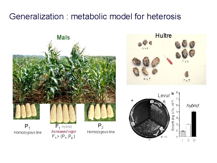 Generalization : metabolic model for heterosis Huître Maïs Levur e P 1 Homozygous line