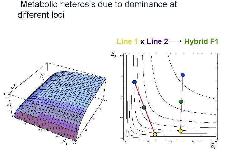  Metabolic heterosis due to dominance at different loci Line 1 x Line 2