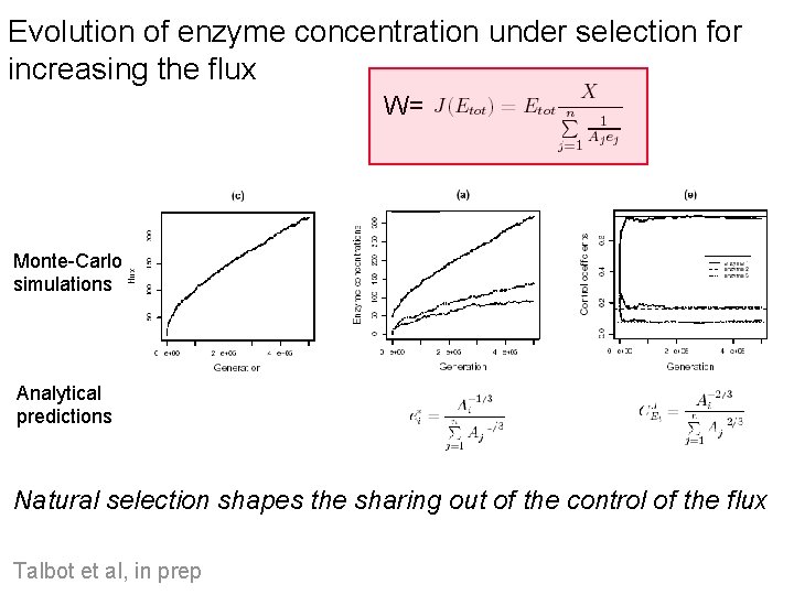 Evolution of enzyme concentration under selection for increasing the flux W= Monte-Carlo simulations Analytical