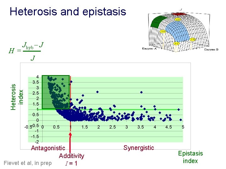 Heterosis and epistasis J Heterosis index H= Jhyb J Antagonistic Additivity Fievet et al,