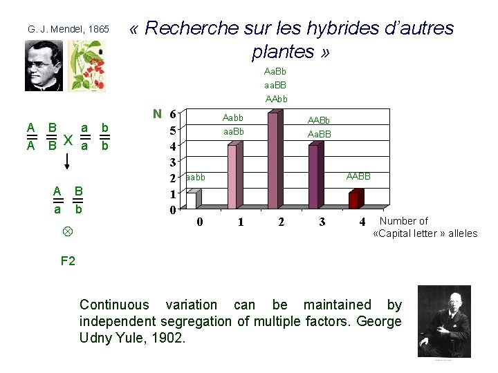 G. J. Mendel, 1865 « Recherche sur les hybrides d’autres plantes » Aa. Bb