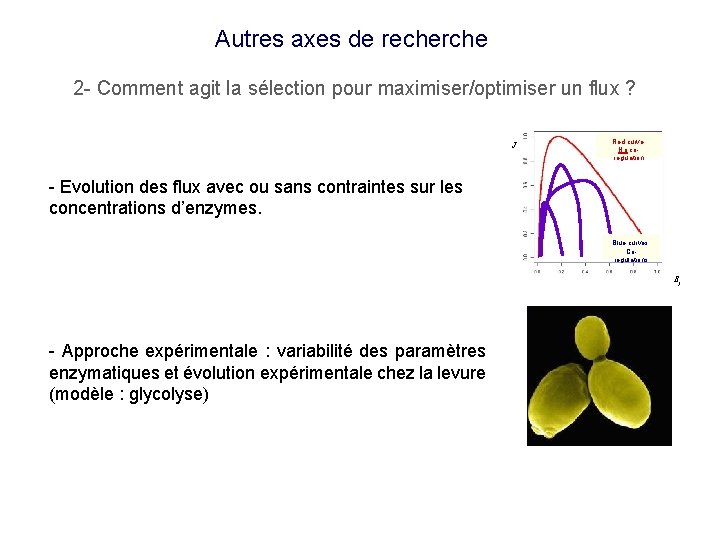 Autres axes de recherche 2 - Comment agit la sélection pour maximiser/optimiser un flux