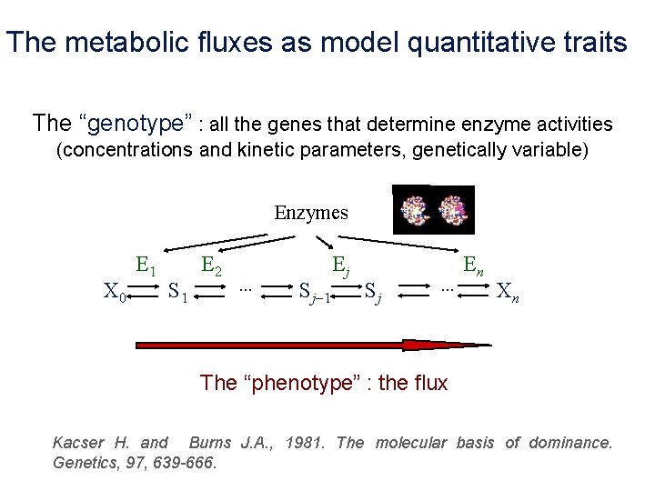 The metabolic fluxes as model quantitative traits The “genotype” : all the genes that