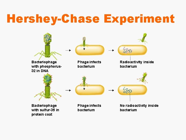 Hershey-Chase Experiment Bacteriophage with phosphorus 32 in DNA Phage infects bacterium Radioactivity inside bacterium